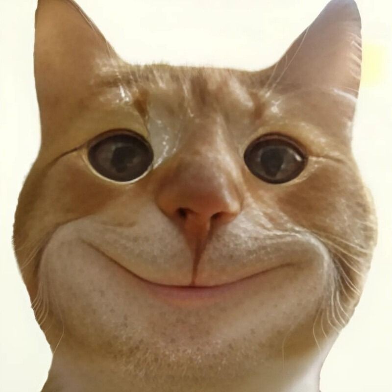 Meme mèo với nụ cười nhếch mép đầy ẩn ý