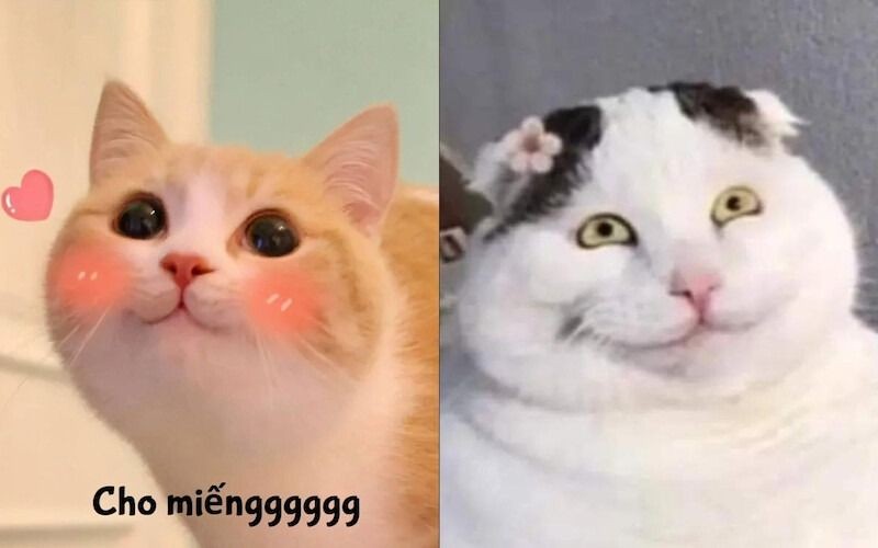 Meme mèo cười mỉm đáng yêu