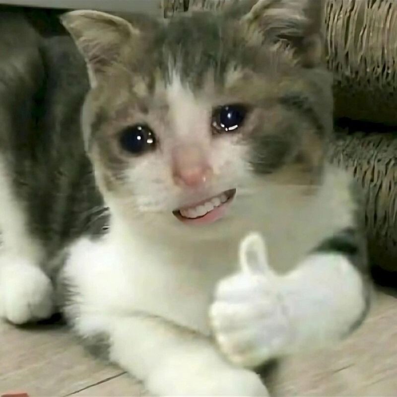 Meme mèo nhe răng cười hết cỡ