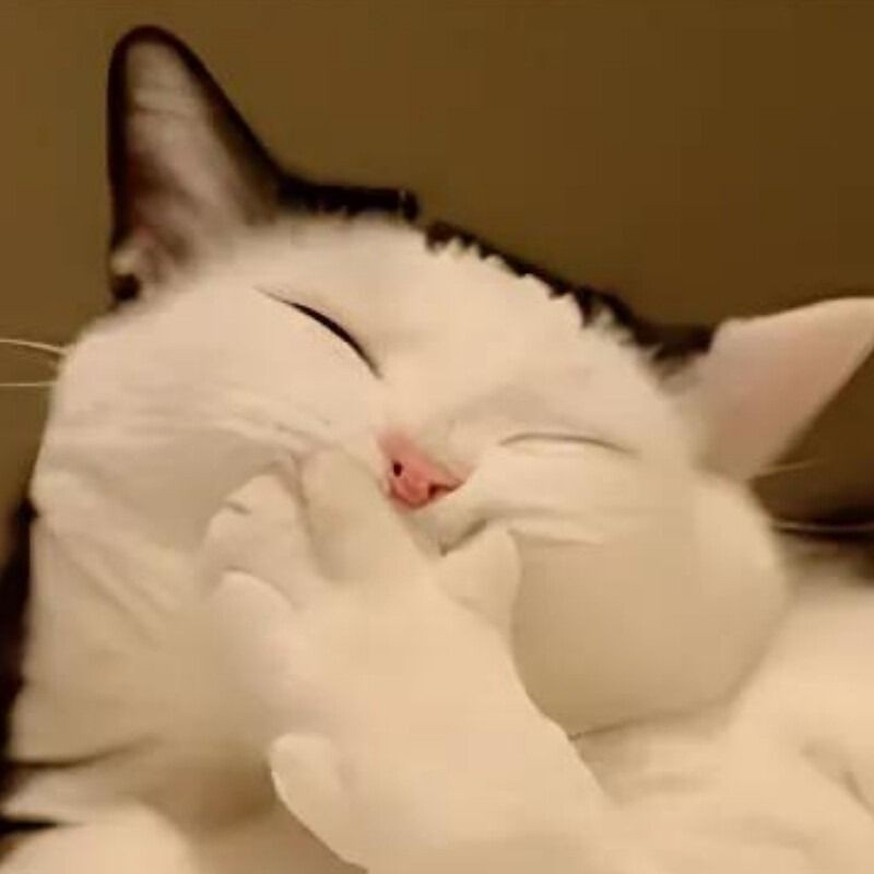 Meme mèo cười che miệng lịch sự