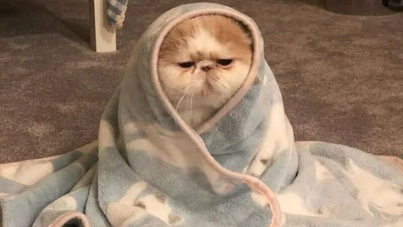 Mèo cười ranh mãnh đang nhìn chằm chằm
