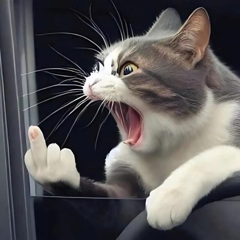 Meme mèo cười và chỉ tay