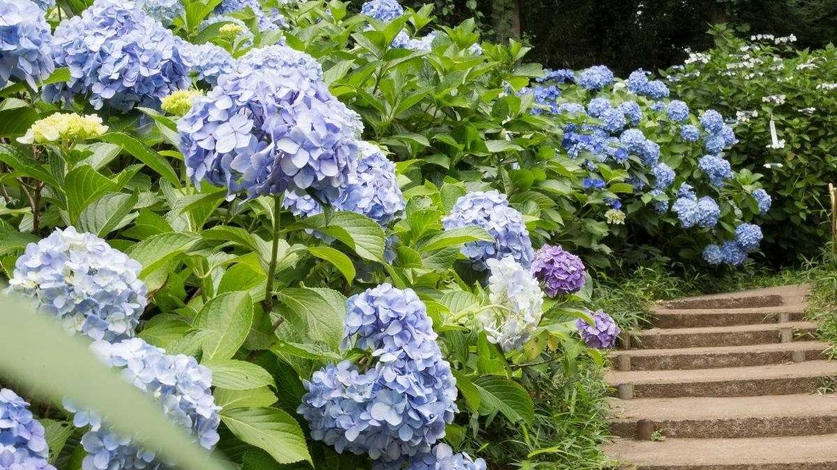 Loài hoa cẩm tú cầu mang nhiều ý nghĩa sâu sắc trong văn hóa và đời sống