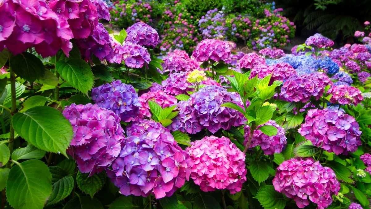 Cánh đồng hoa cẩm tú cầu tím rực rỡ tại Trại Mát, Đà Lạt
