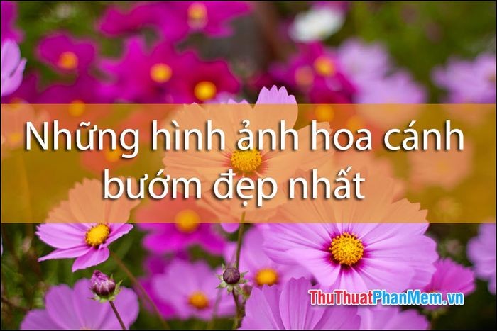Cánh đồng hoa cánh bướm rộng lớn ngập tràn sắc màu dưới ánh nắng