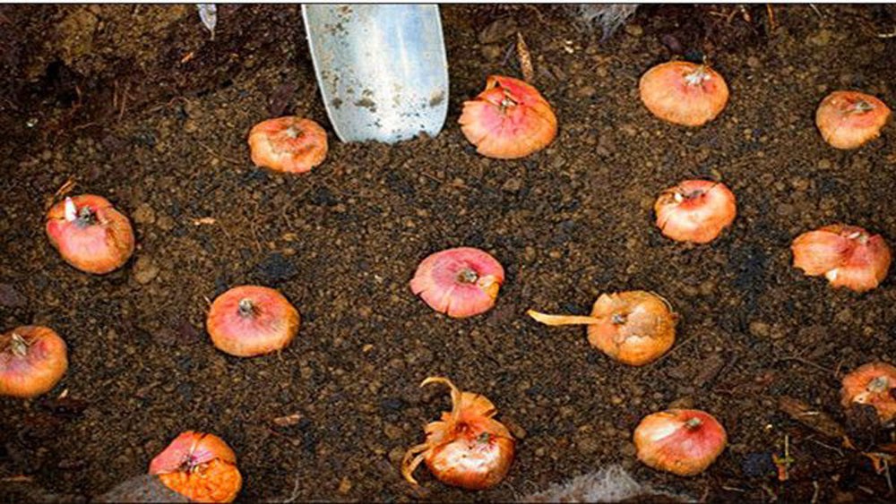 Quá trình trồng hoa ly trong chậu tại nhà, đặt củ vào giá thể