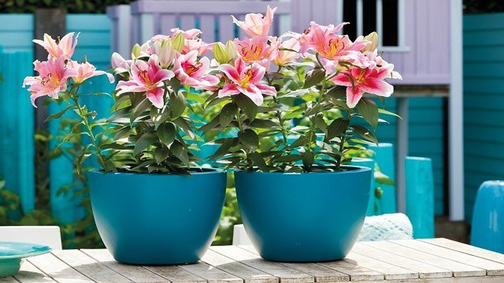 Những chậu hoa ly đang phát triển xanh tốt, chuẩn bị ra hoa dịp Tết