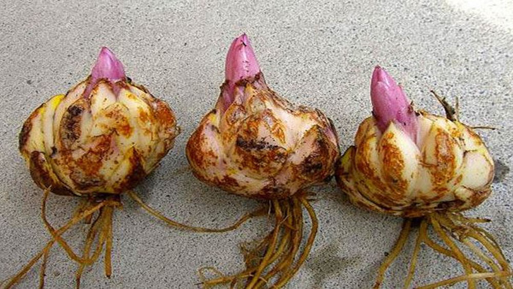 Củ giống hoa ly tròn, mập mạp, chất lượng cao sẵn sàng cho việc trồng