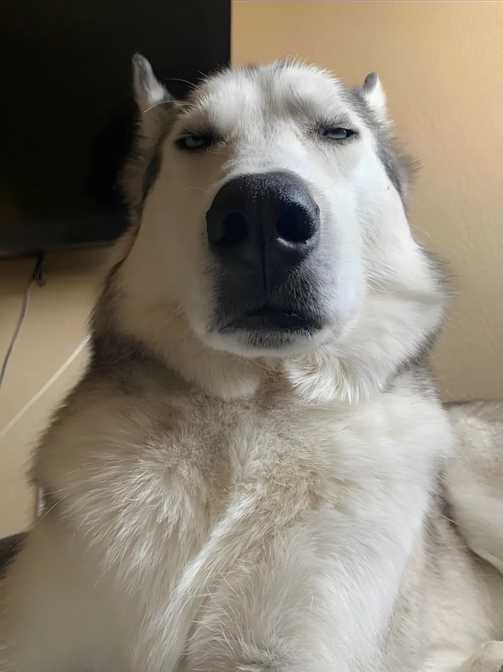 Chú chó Husky với biểu cảm ngáo ngơ, hài hước