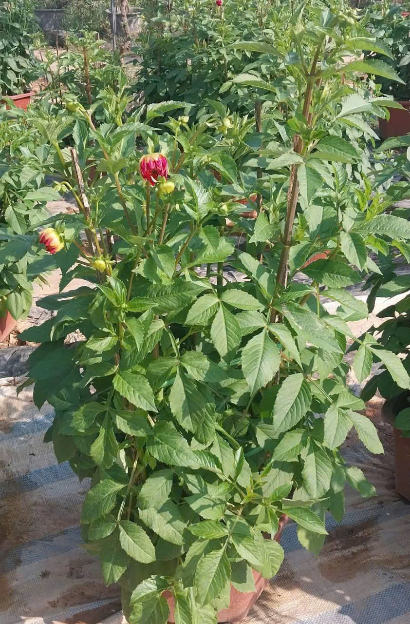 Những bông hoa thược dược nở rộ với nhiều màu sắc khác nhau