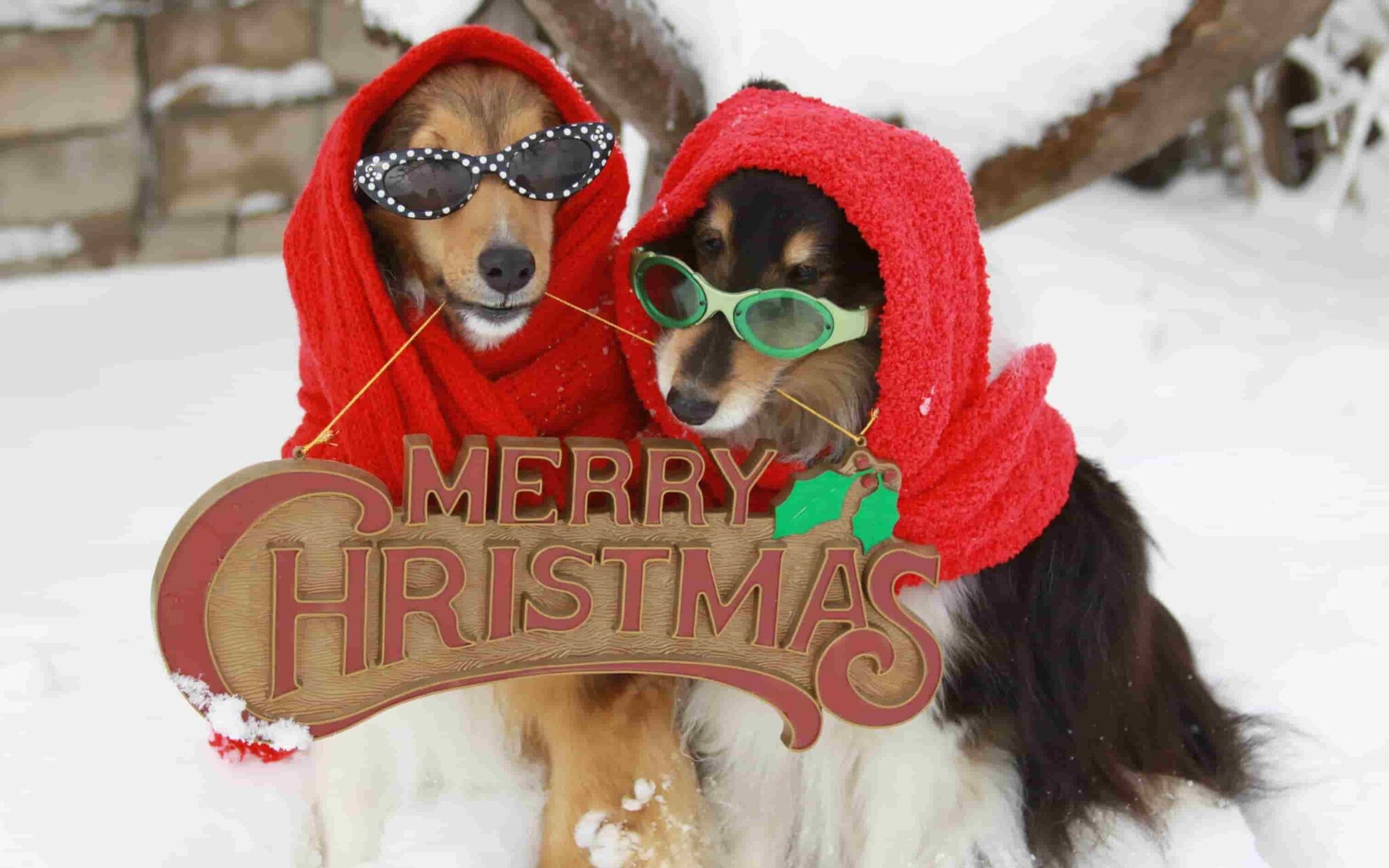 Hai chú chó đáng yêu quấn khăn và đội mũ Noel ấm áp
