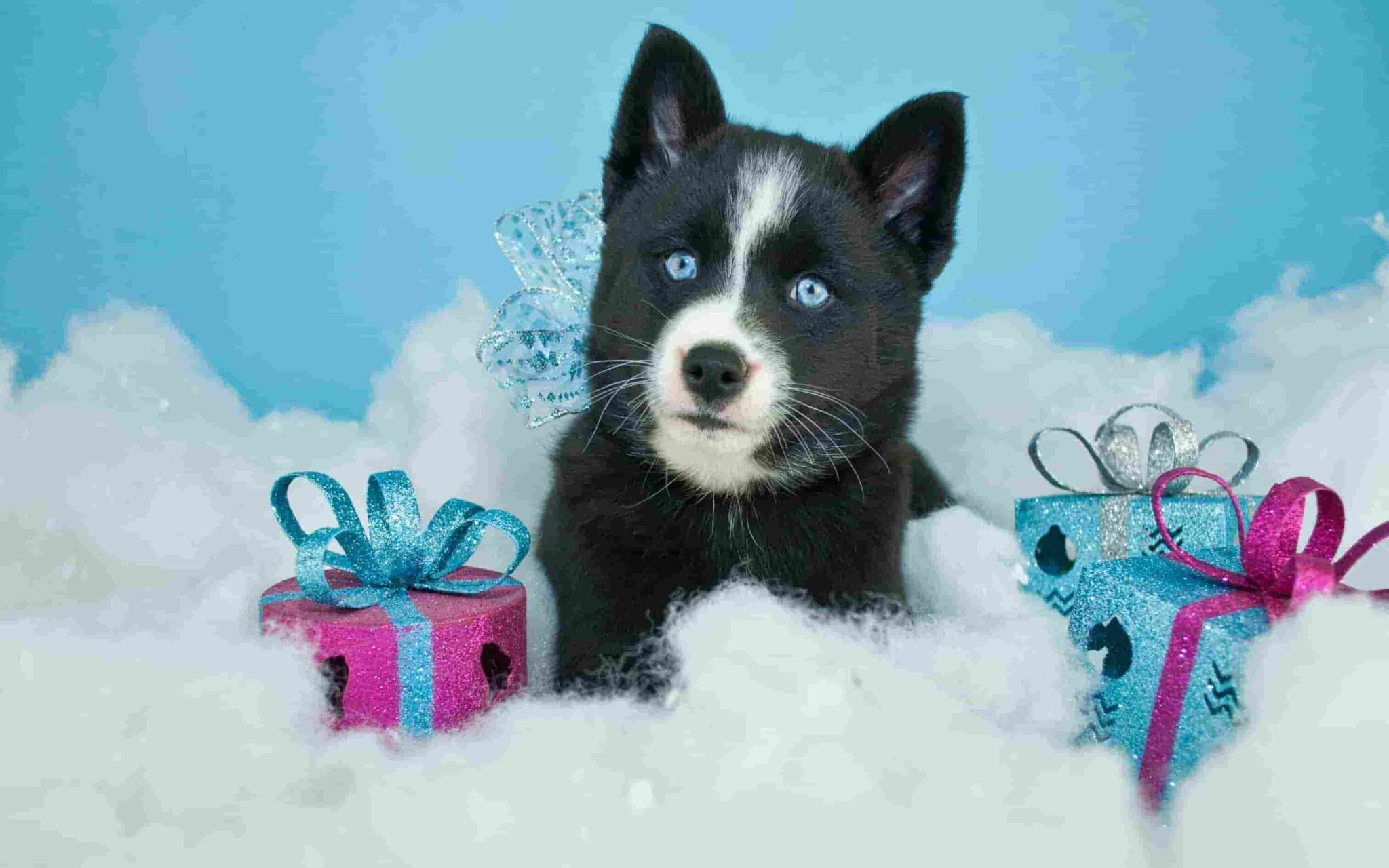 Chú chó Husky con ngồi cạnh cây thông Noel và những hộp quà