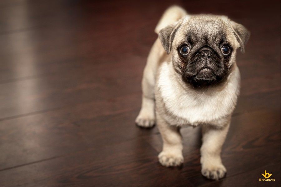 Chú chó Pug với vẻ mặt ngây ngô và biểu cảm đáng yêu