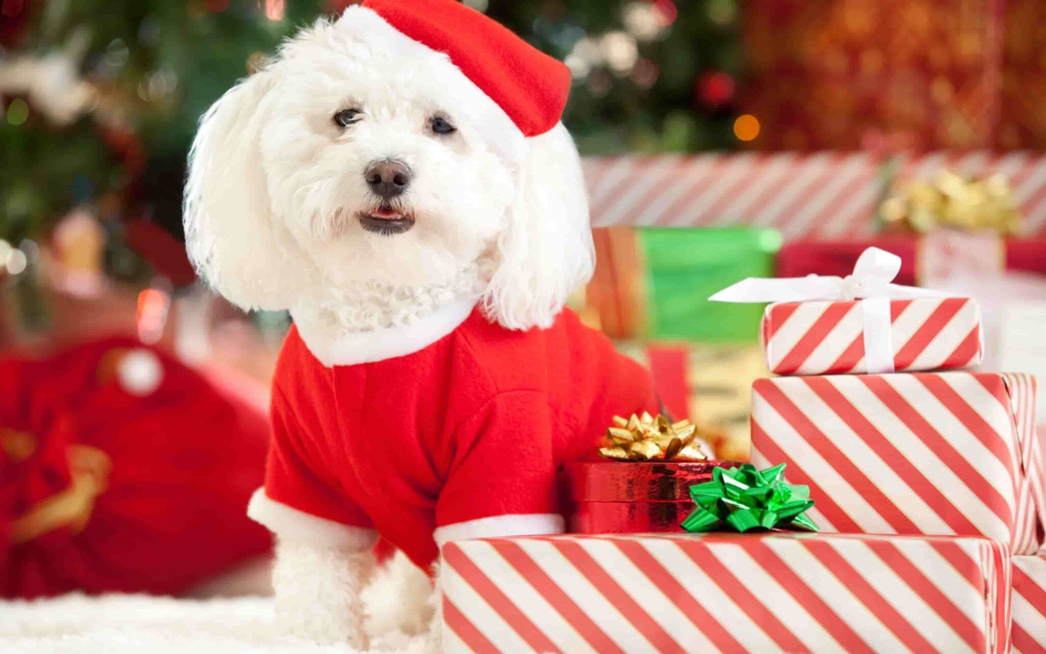 Chú chó con đáng yêu đội mũ ông già Noel đỏ rực