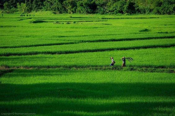 Cảnh quan cây xanh trên một ngọn đồi, nhìn từ trên cao