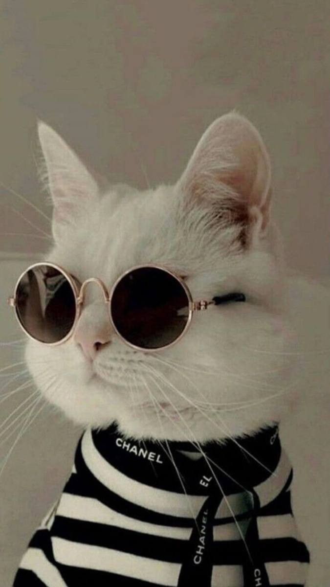 Chú mèo màu đen với ánh mắt sắc sảo, tạo dáng cool ngầu trên nền tối