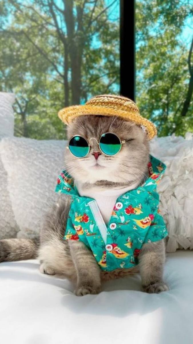 Mèo với bộ lông xám bạc tạo dáng thần thái, phong cách lạnh lùng nhưng cuốn hút