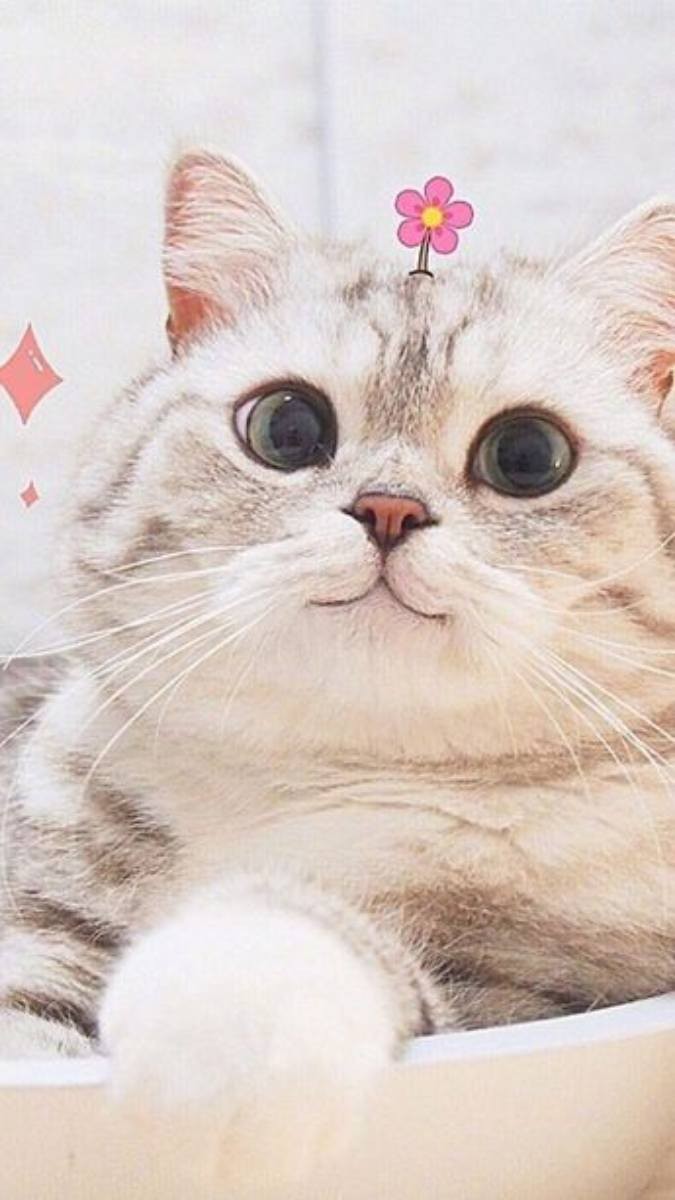 Chú mèo lông vàng với đôi mắt to tròn đang nhìn ngạc nhiên