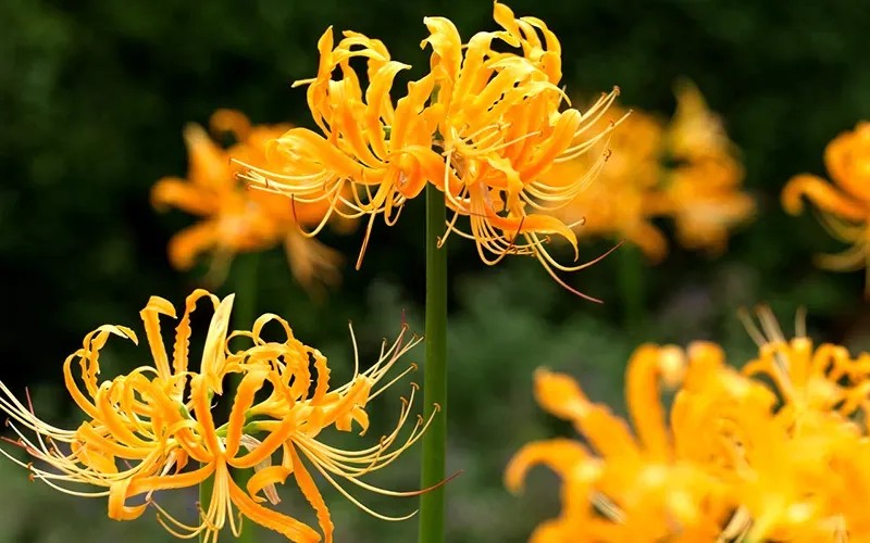 Hoa bỉ ngạn vàng mang ý nghĩa may mắn, thịnh vượng và cả nỗi chia ly