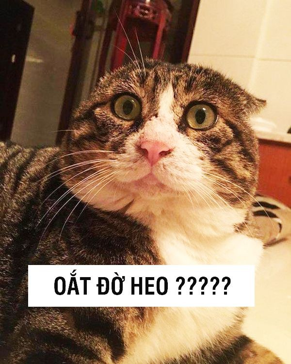 Meme mèo anime với biểu cảm hài hước, mang lại tiếng cười