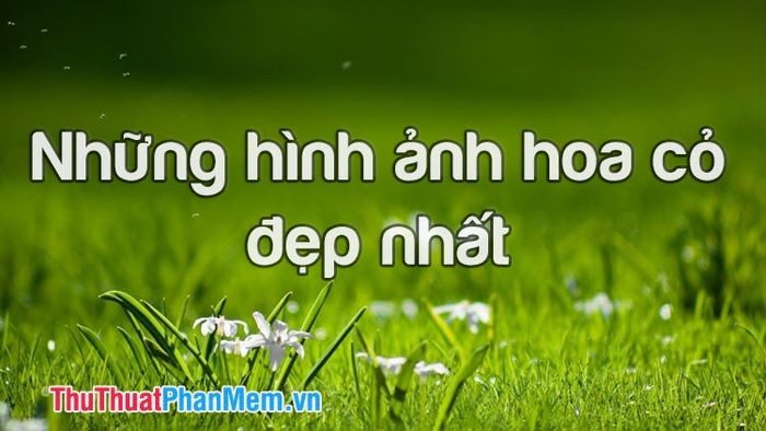 Cánh đồng hoa dại với sắc màu đa dạng dưới ánh nắng