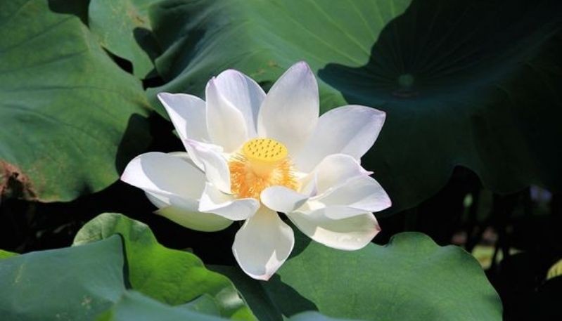 Hình nền đầm sen rộng lớn với những bông sen trắng tinh khiết