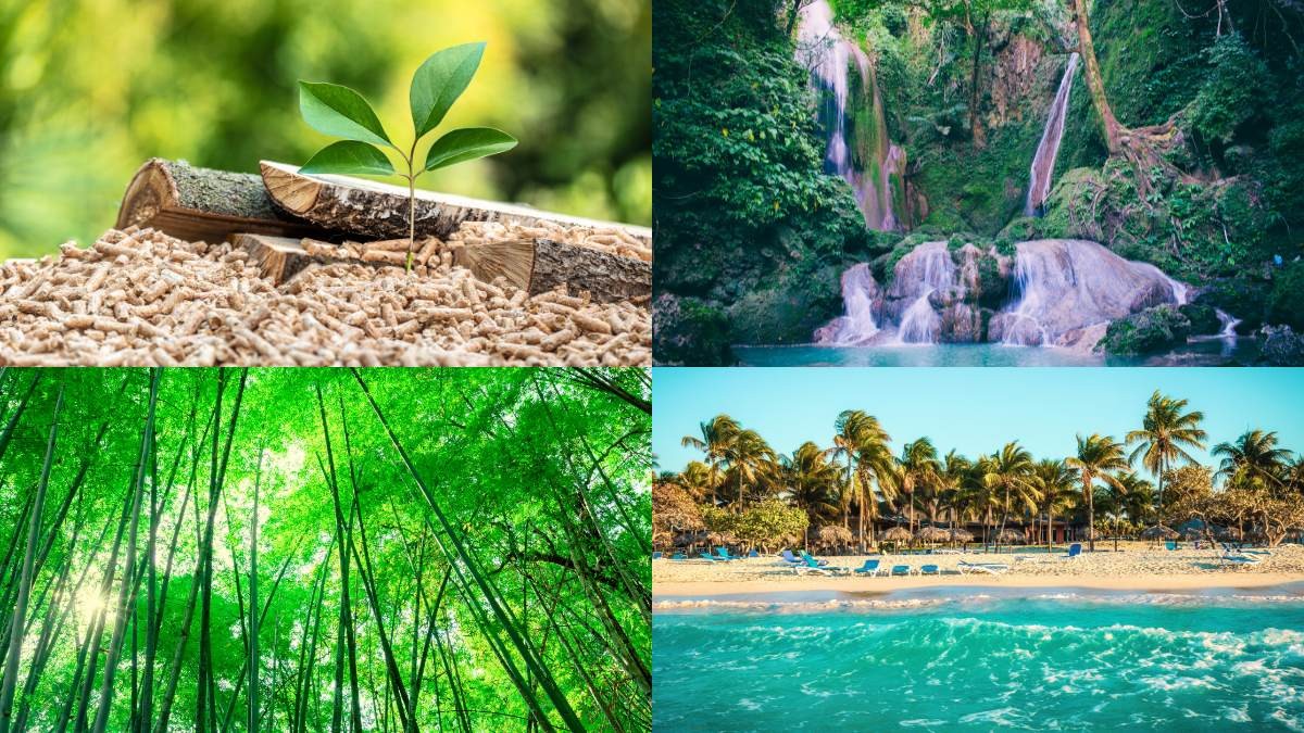 Hướng dẫn chi tiết về các nguyên tắc chọn hình nền thu hút tài lộc cho người mệnh Mộc
