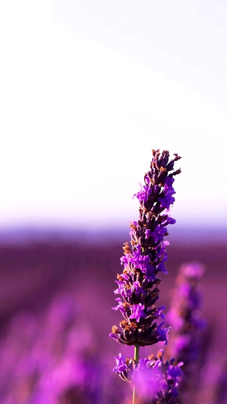 Bức tranh hoa lavender mang ý nghĩa thanh tịnh và bình yên