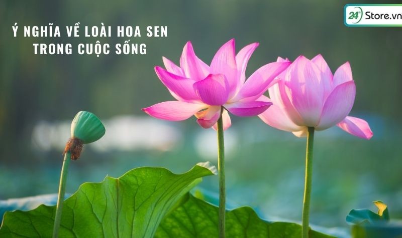 Hình ảnh minh họa các ý nghĩa sâu sắc của hoa sen trong đời sống